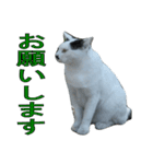野良猫白猫（個別スタンプ：24）