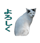 野良猫白猫（個別スタンプ：31）