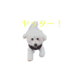 プク よく使う言葉（個別スタンプ：23）