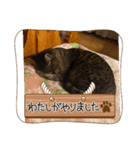ねこのきゃべつ君（個別スタンプ：1）