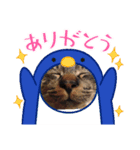 ねこのきゃべつ君（個別スタンプ：5）