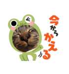 ねこのきゃべつ君（個別スタンプ：7）