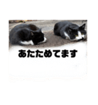 ねこですけど？？（個別スタンプ：5）