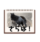 ねこですけど？？（個別スタンプ：6）