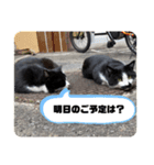 ねこですけど？？（個別スタンプ：10）