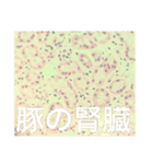 新しすぎるスタンプ（個別スタンプ：8）