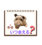 わんこフル45頭スタンプ（個別スタンプ：16）