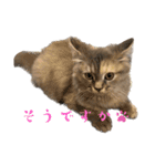 きょとんちゃんなマンチカンのご挨拶♡（個別スタンプ：6）