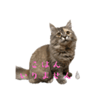 きょとんちゃんなマンチカンのご挨拶♡（個別スタンプ：7）