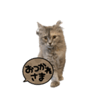 きょとんちゃんなマンチカンのご挨拶♡（個別スタンプ：8）