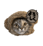 きょとんちゃんなマンチカンのご挨拶♡（個別スタンプ：13）