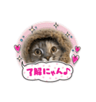 きょとんちゃんなマンチカンのご挨拶♡（個別スタンプ：35）