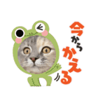 きょとんちゃんなマンチカンのご挨拶♡（個別スタンプ：36）