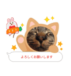 ねこ きゃべつ君（個別スタンプ：3）