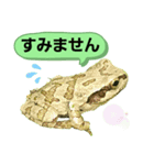 野生のカエル6(日常便利)（個別スタンプ：13）