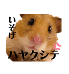 ハム子第二弾（個別スタンプ：6）