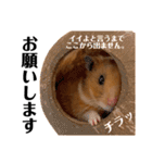ハム子第二弾（個別スタンプ：9）