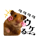ハム子第二弾（個別スタンプ：17）
