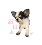 もずくちゃんのスタンプ2（個別スタンプ：15）