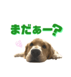 ぼくはチャック（個別スタンプ：2）
