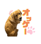 ぼくはチャック（個別スタンプ：8）