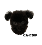 トイプードル黒豆（個別スタンプ：1）