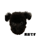 トイプードル黒豆（個別スタンプ：3）