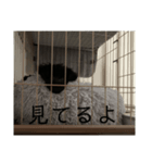 トイプードル黒豆（個別スタンプ：7）