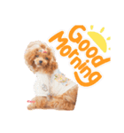 プードルファミリの日常（個別スタンプ：1）