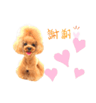 プードルファミリの日常（個別スタンプ：3）