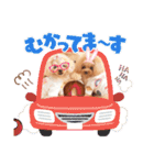プードルファミリの日常（個別スタンプ：10）