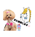 プードルファミリの日常（個別スタンプ：15）