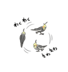 オカメインコのにちじょう（個別スタンプ：34）