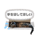 サトウケノネコ（個別スタンプ：7）