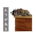 サトウケノネコ（個別スタンプ：24）