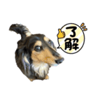 ダックスのニコちゃん（日常）（個別スタンプ：3）