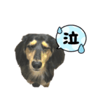 ダックスのニコちゃん（日常）（個別スタンプ：4）