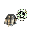 ダックスのニコちゃん（日常）（個別スタンプ：5）