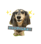 ダックスのニコちゃん（日常）（個別スタンプ：7）