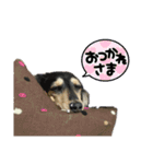 ダックスのニコちゃん（日常）（個別スタンプ：19）
