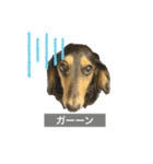ダックスのニコちゃん（日常）（個別スタンプ：23）
