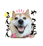 柴犬サクラ其の参（個別スタンプ：5）