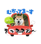 柴犬サクラ其の参（個別スタンプ：9）