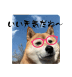 柴犬サクラ其の参（個別スタンプ：20）