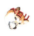 愛犬ムク2（個別スタンプ：2）