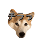 愛犬ムク2（個別スタンプ：4）