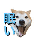 愛犬ムク2（個別スタンプ：5）
