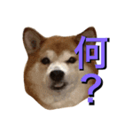 愛犬ムク2（個別スタンプ：8）