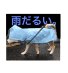 愛犬ムク2（個別スタンプ：10）