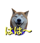 愛犬ムク2（個別スタンプ：11）